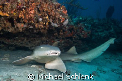 Nurse shark under ledge off Boynton Beach Florida by Michael Schlenk 